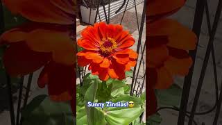 🧡🌱Growing Zinnias in Containers in Zone 8 [upl. by Notnerb505]