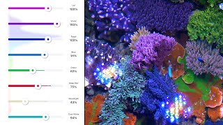 Aquarium LED Colors Explained [upl. by Adore]