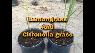 CITRONELLA GRASS AND LEMON GRASS COMPARISON [upl. by Mayer]