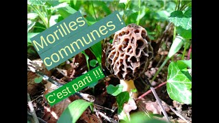 Cueillette de morilles communes et pézizes veinées 200324 [upl. by Ayikaz]