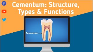 Cementum Structure Types and Functions [upl. by Schiff]