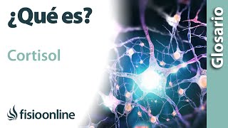 CORTISOL Qué es qué órgano la segrega efectos en qué estructuras del cuerpo actúa [upl. by Worden]