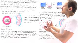 Liposomes Lipid vesicles [upl. by Swayder]