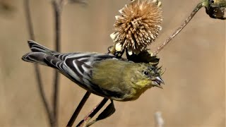 Lesser Goldfinch Bird  Call Dining Acrobatics [upl. by Cannice]