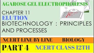 PART4 AGAROSE GEL ELECTROPHORESISBIOTECHNOLOGY PRINCIPLES AND PROCESSESCHAPTER 11 CLASS 12 BIO [upl. by Aunson]