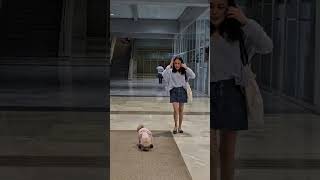 KURDAPYA NAGSUNDO NG BISITA SA AIRPORT dog airport 2024 happydog shortvideo [upl. by Atalee]