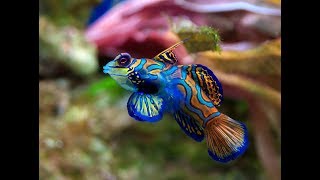 Facts The Mandarinfish [upl. by Karisa]