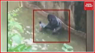 Gorilla Shot Dead to Save Kid [upl. by Callida]