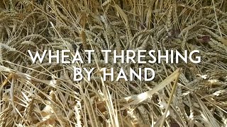 Wheat Threshing and Winnowing by Hand [upl. by Rabbi243]