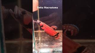 Wild Betta Macrostoma si raja cupang wildlife wildbetta cupangalam wildfish bettafish [upl. by Ailedo]