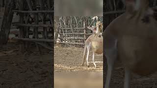 Kakuro Training For Its Boxing wildanimals wildlife animals [upl. by Aaron]