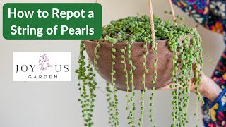 REPOTTING A STRING OF PEARLS PLANT  JoyUsGarden [upl. by Leissam628]