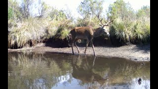 Jabalí consigue sobrevivir sin una pata de atras Charca en las ciénagas [upl. by Ettenhoj]