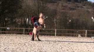 Johana Billa  Nemo poney fjord en dressage en avril 2015 [upl. by Iruy847]