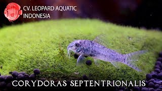 Corydoras septentrionalis Leopard Aquatic A005B [upl. by Adnuahsal831]