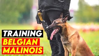 7 Most Effective Tactics For Training Your Belgian Malinois [upl. by Nytsud]