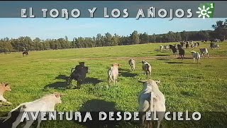 Toros de Prieto de la Cal traslado de becerros aventura desde el cielo  Toros desde el cielo [upl. by Attinahs]