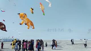 Kite festival at White Rann of Kutch [upl. by Anyalram]