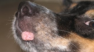 Effecitve amp Speedy Help for Canine Oral Papilloma Warts  Nzymes [upl. by Lamag]