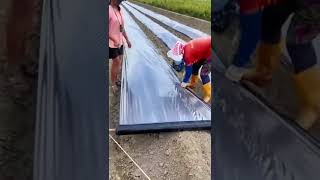 installing mulch on crop fields shorts [upl. by Lednew276]