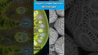 Objects Under Electron Microscope Part3 shorts ytshorts microscope objects [upl. by Madai]