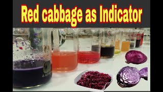 Red cabbage as indicator Khas scientific Chemical reactionshow to make red cabbage indicator [upl. by Yoral]