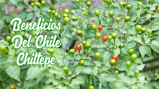 Beneficios Del Chile Chiltepe [upl. by Runstadler905]