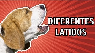 CACHORROS LATINDO COMO É O LATIDO DE CADA RAÇA [upl. by Nibas]