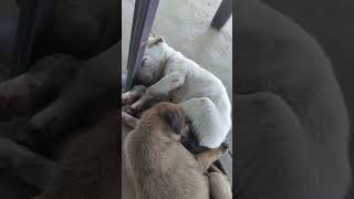 Neelavu thungum neram  Dog lover love tamil song music malayalam dog doglover puppy pets [upl. by Rosemonde918]