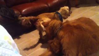 Dogs raping each other [upl. by Jolynn]