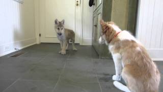 Baby Wolf Meets Border Collie Pup The Telltale Tail [upl. by Alol]