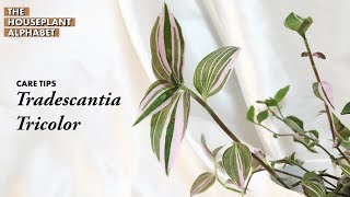 Tradescantia Tricolor Plant Care Tips  The Houseplant Alphabet  Bees House of Plants [upl. by Atinad]