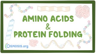 Amino acids and protein folding [upl. by Hanad651]