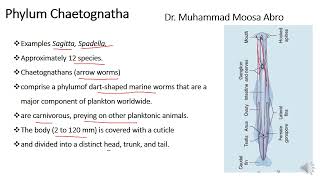 Phylum Chaetognatha [upl. by Justina]