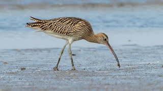 Curlew bird voice for sleep 😴Nature with relaxation [upl. by Leahcimsemaj]