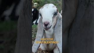 Whats the goat bleating Wrong answers only  shorts animalplanet [upl. by Enytsirk]