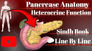 Pancrease AnatomyExocrine GlandEndocrine Gland [upl. by Case392]