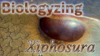 Biologyzing a Preserved Horseshoe Crab Xiphosura [upl. by Durward788]