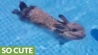 Bunny rabbit goes for relaxing swim in backyard pool [upl. by Asuncion717]