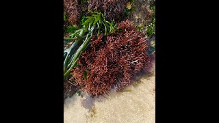 Raw Purple Sea Moss  Natural Grown Seamoss  Bwinto  Moroccan Seamoss [upl. by Seys570]