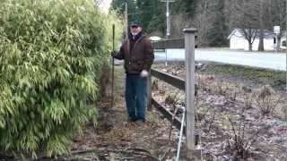 Pruning a Fargesia Rufa hedge [upl. by Creath]