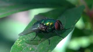 Lucilia sericata fly [upl. by Ibbob]