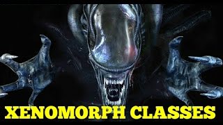 Xenomorphs  Explained Canon [upl. by Anyrak46]