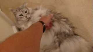 Maine Coon Cat Talking [upl. by Briant]