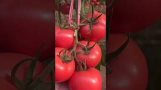 I Built a Garden in the Worlds Largest tomato 🍅🍅🍎fruitsgardenvegetableforyou [upl. by Halac]