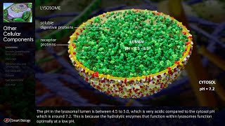 Smart Biology  LIFE Unit 1  From Atoms to Cells  Lysosomes  Part 1 [upl. by Ylrebmit]