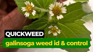 Quickweed Galinsoga paviflora Identification and Control [upl. by Rebmeced]