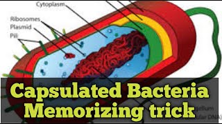 encapsulated bacteria mnemonic [upl. by Esened53]