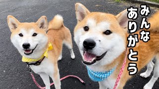 脅威の治癒力！マムシ事件３日目で柴犬は復活しました！ 柴犬笑太郎 [upl. by Emelin]