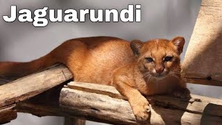 Jaguarundi The Shadow Cat Interesting and Amazing Facts Animals Life [upl. by Jowett]